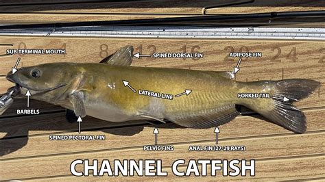 Do Catfish Have Mud Veins .